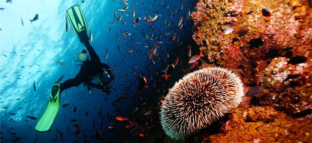 Scuba diving activity - pursueit